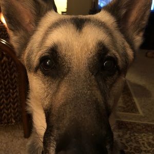 Meet your Posher, Amber